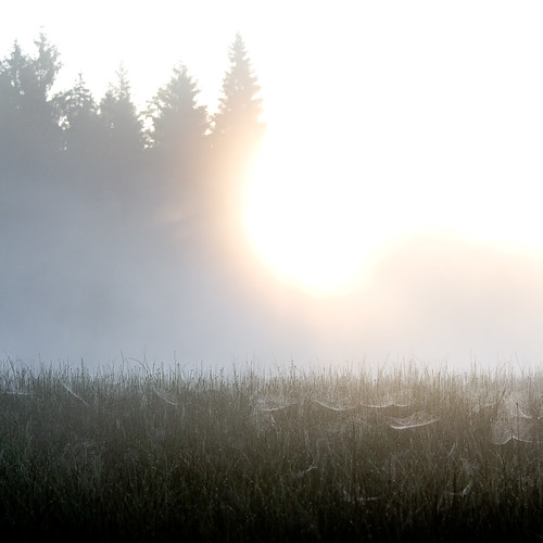 misty fog sunrise switzerland spider twilight swiss spiderweb foggy pines jura etangdelagruère
