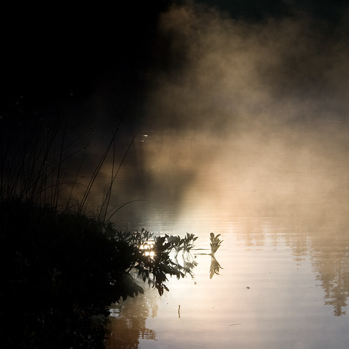 misty fog sunrise switzerland twilight warm swiss foggy pines jura etangdelagruère