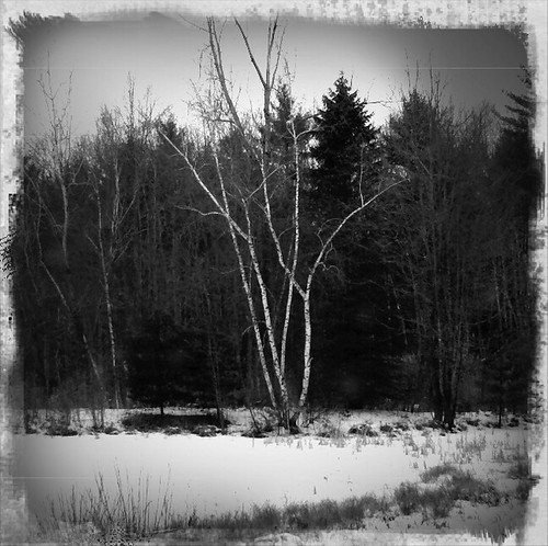birches at edge of pond | by Dancing Crow