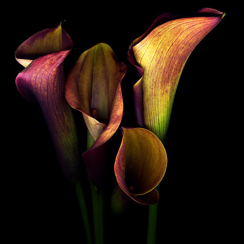 THE GOLDEN CURVES and CHALICES of CALLAS by magda indigo