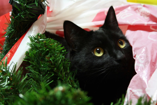 Blacky Helping With The Christmas Decorations!!