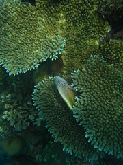Kavieng underwater 574