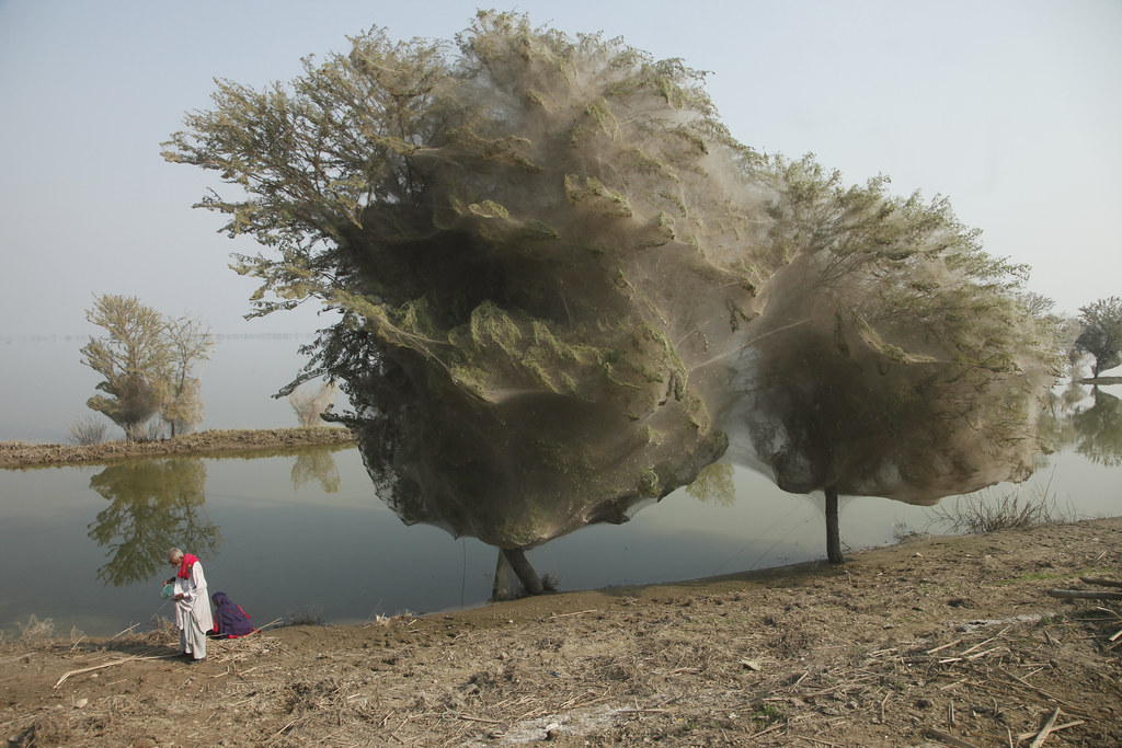 Trees cocooned in spider webs, an unexpected side effect of the flooding in Sindh, Pakistan