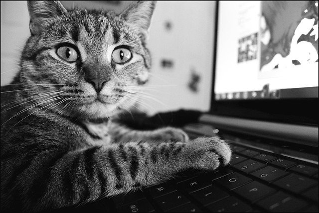 [keyboard cat | ORIGINAL]