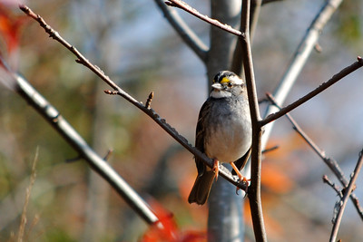 photo of a White-throated Sparrow