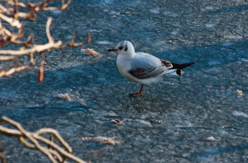 Gull