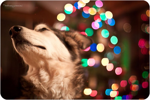 christmas portrait dog pet tree nova animal fur lights furry shot bokeh head canine muses malamute fir companion alaskan mortal frasier
