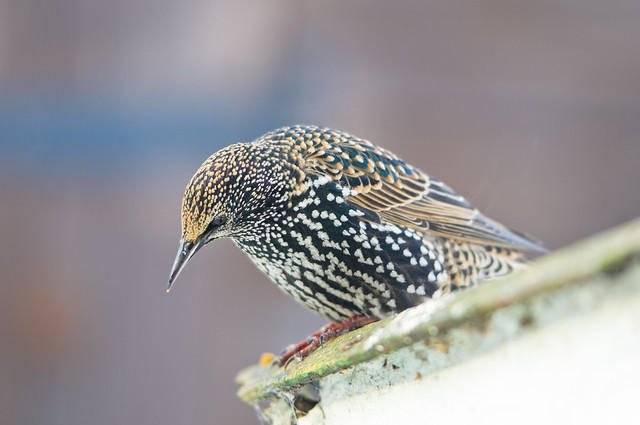 Starling (Sturnus vulgaris), Winter Plumage, Perched on a Shed Roof