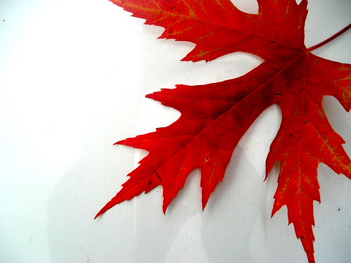 leaf | by 10keyspread
