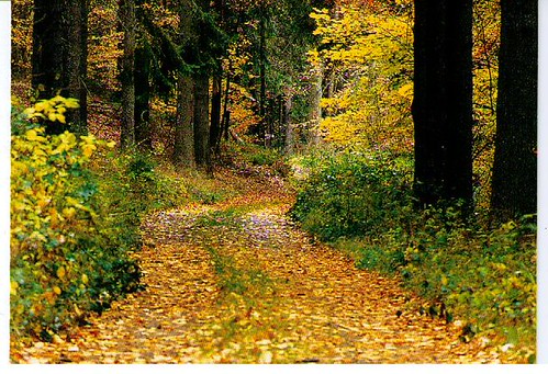 Pathway in Autumn | by alcott1