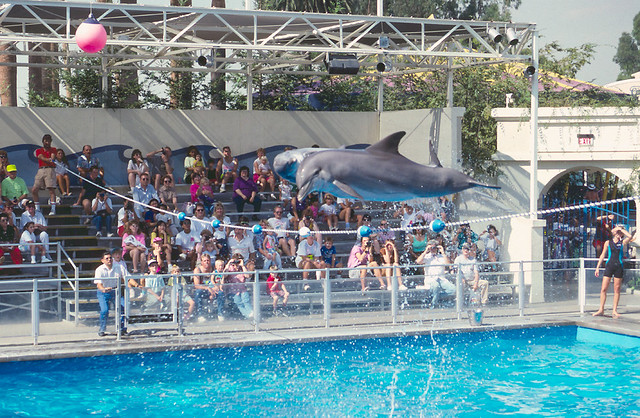 The Dolphin Show at Knott's was a daily feature until 1998