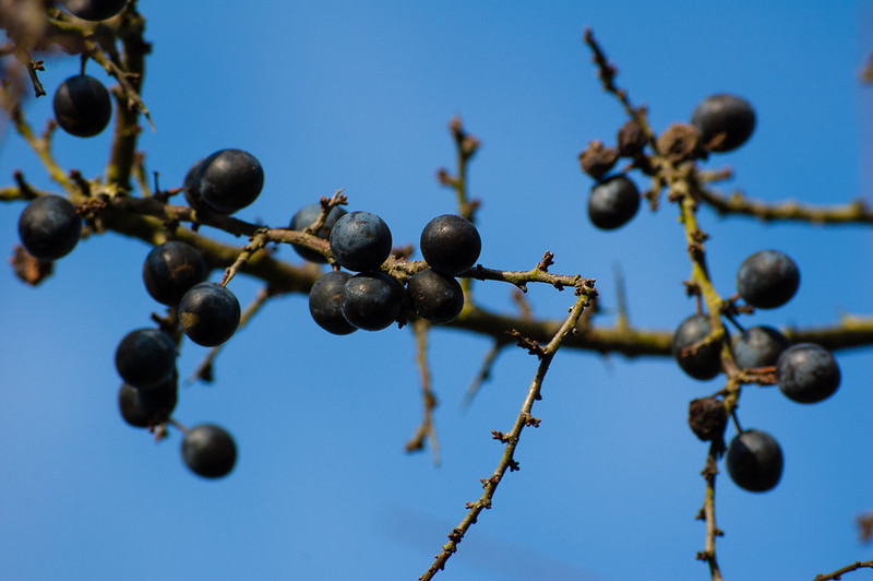 Sloe berries