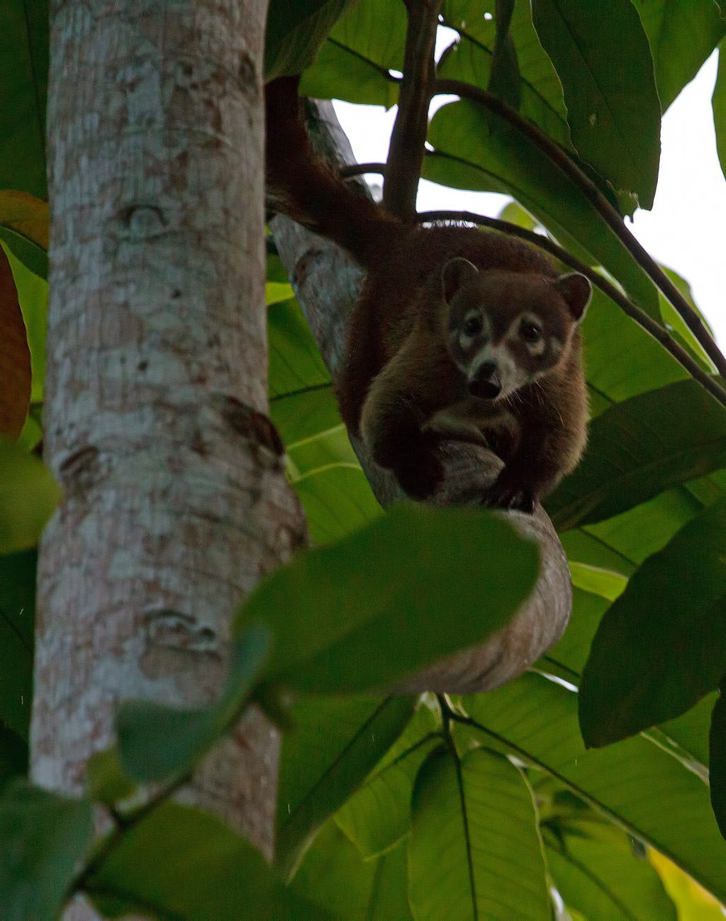 Koati (Nasua nasua) - Belize