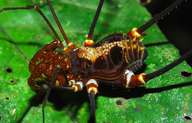 Full body shot of a colourful Neotropical harvestman (Laniatores, Cranaidae)