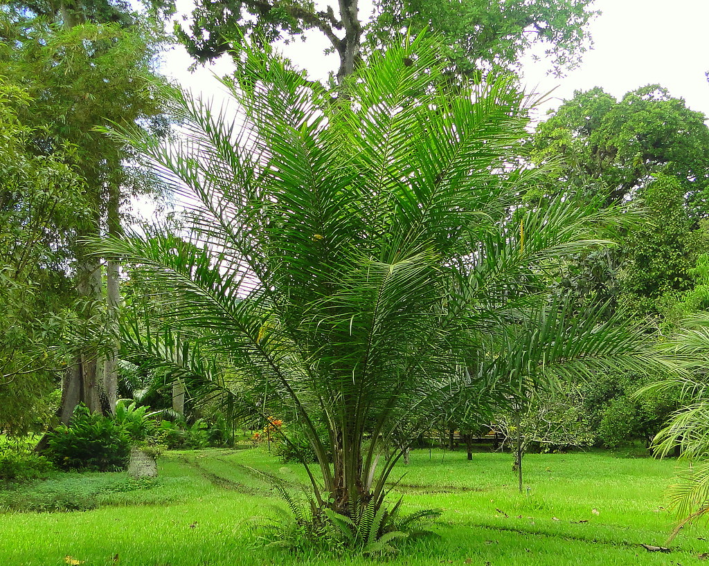 Palma africana [African oil palm] (Elaeis guineensis) | Flickr