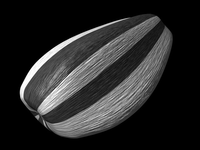 Modelling Sunflower Seeds using 3D Computer Graphics / CGI | Flickr