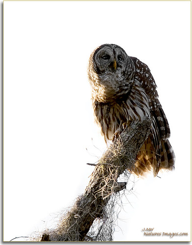 closeup parks 100400mm raptors owls professionalphotographer barredowl stateparks floridaimages lakekissimmee photoworkshops phototourguide