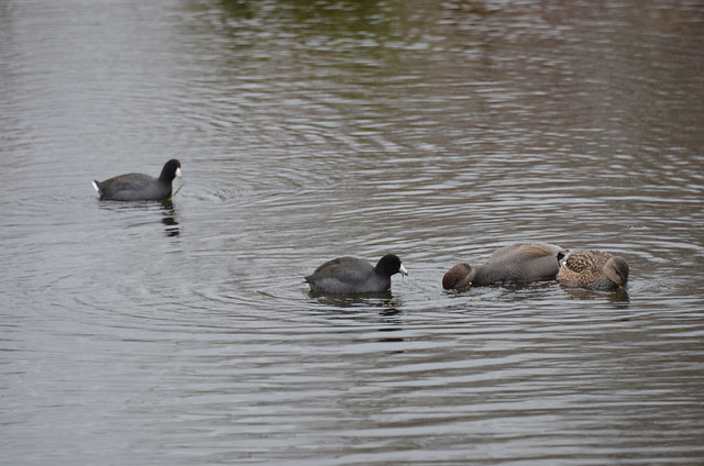 Ducks in Magnuson Park