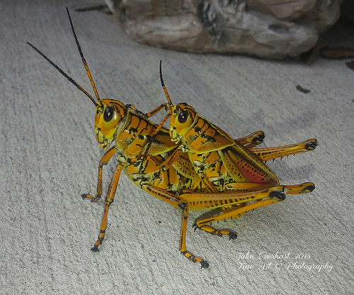 Grasshopper Love 2 | Julie Everhart | Flickr