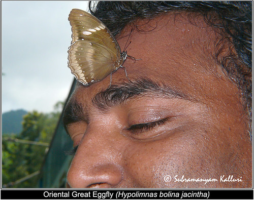 macro closeup butterflies insects nymphalidae insectindia butterfliesofindia butterfliesofandhrpradesh lepidopreta