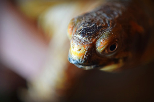 A Turtle Mug Shot | A closer look at the face of the three-t… | Flickr