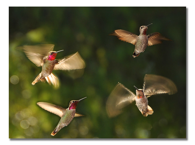 Hummingbird Air Force