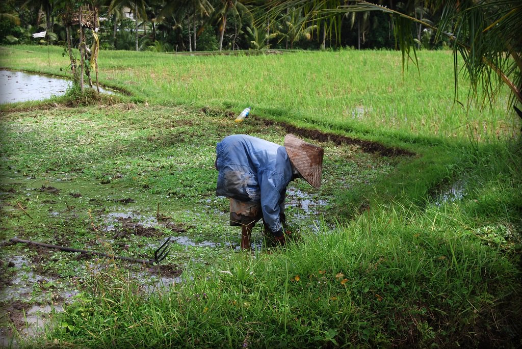 Pickiung Ricer Rice picking Ubud | baffiny | Flickr