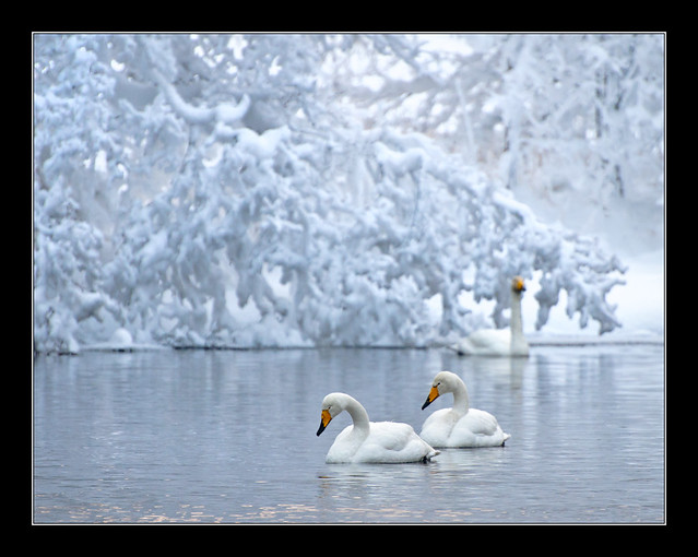 Swans in cold lake