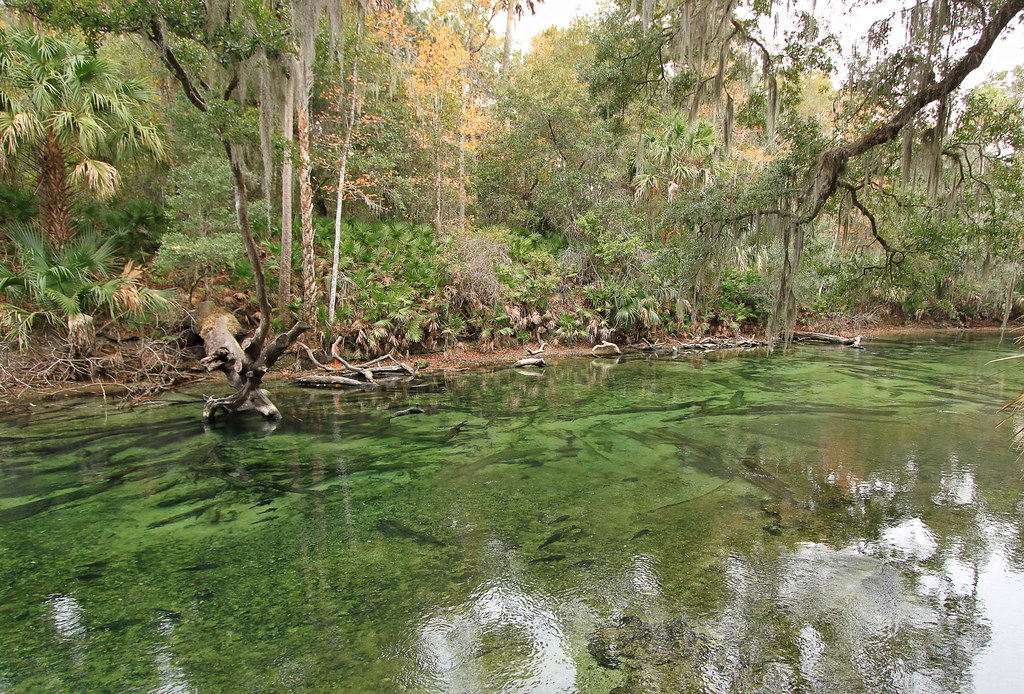 Blue Spring State Park | 
