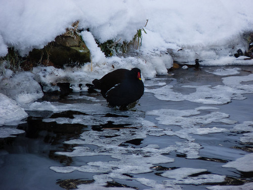 Moorhen on a partially frozen canal