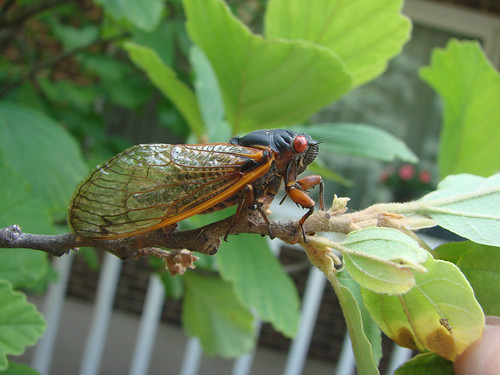 Cicada