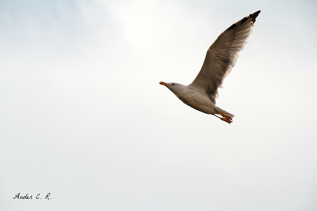 Larus michahellis (Fly, go for your dreams!)