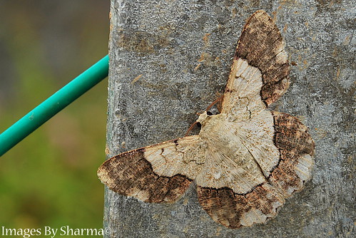 Moth by Sharma D. Pillai