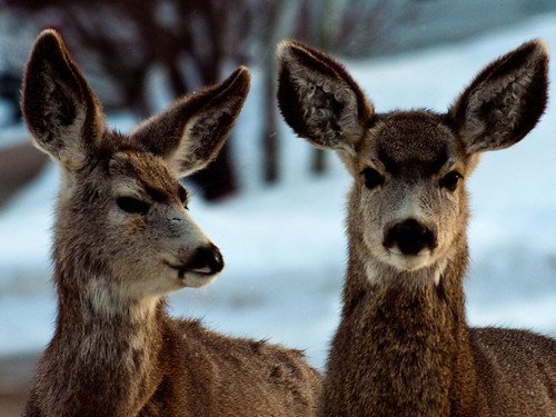 winter deer wyoming evanston muledeer uintacounty evanstonwyoming rockymountainmuledeer