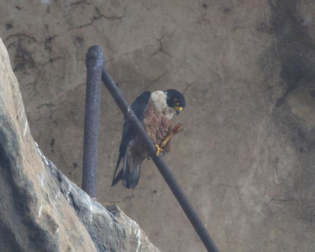 Shaheen Falcon (Falco peregrinus peregrinator)
