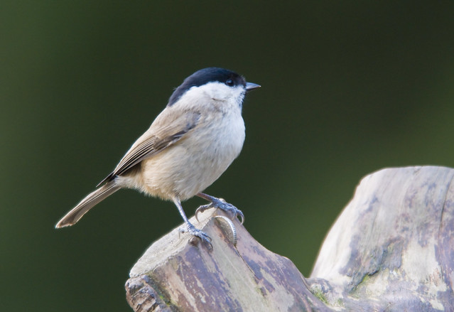 Marsh Tit (Parus palustris) on a Log with 5p at Clumber Park, Notts