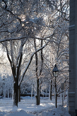 Harvard Yard, Winter