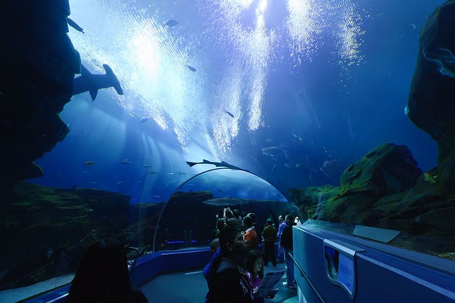 georgia aquarium