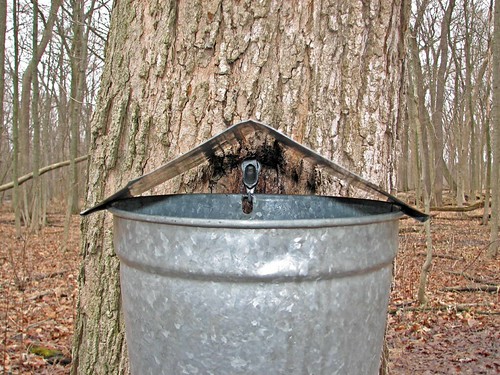 Sap Bucket | by 1ceh