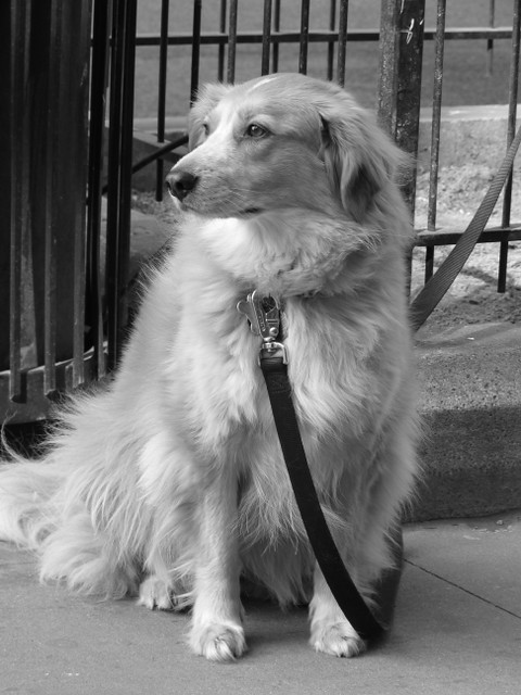 Sophie, Chicago Street Photography