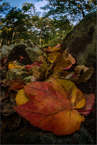 autumn color plants nature harrimanpark city 2016 fall ground leaves wormseyeview woods outside trees forest hiking outdoors colors landscape harriman autumncolor fisheye peakcolor southfields newyork unitedstates us