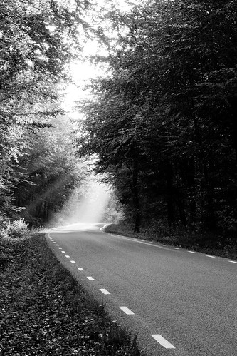 road bw tree forest blackwhite skåne sweden torup canonef50mmf14usm bokskogen