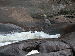Great Blue Heron, Adirondacks, NY