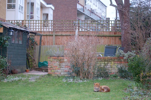 6 February 2011 our back garden