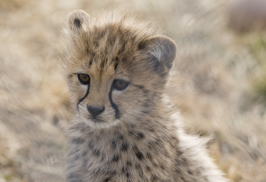 National Zoo's Cheetah Cubs Go Outside for the First Time | Flickr