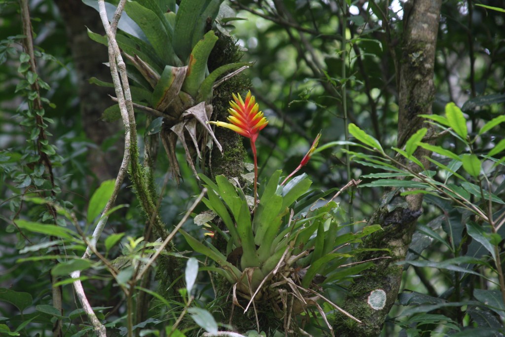 Vriesea carinata no habitat - 1