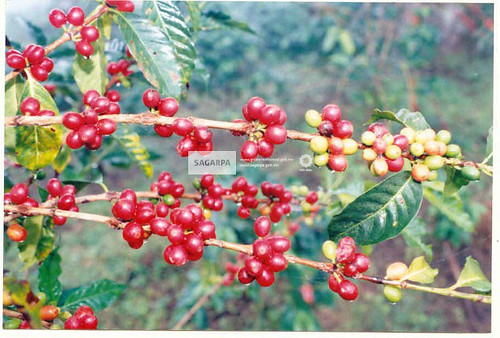 Planta de café | Secretaría de Agricultura, Gasnadería, Desarrollo