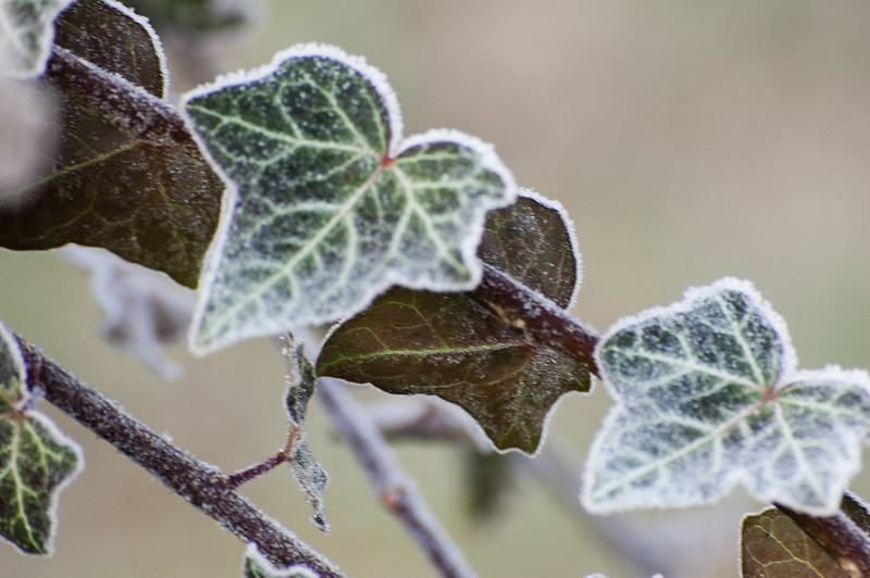 Frosted ivy