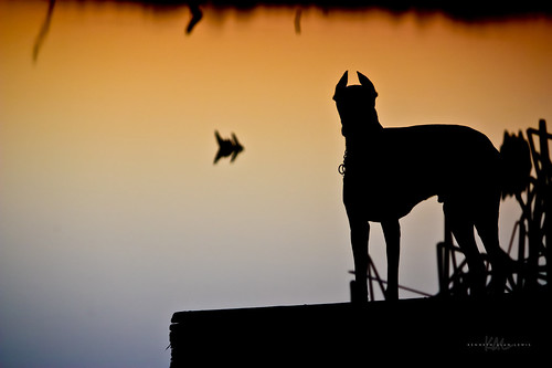 sunset dog lake reflection water grass silhouette interestingness dock texas canine explore doberman bentley lakelimestone