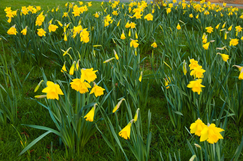 Daffodils